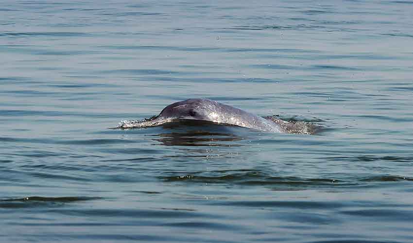 500 dolphins spotted near boat off Gwadar coast
