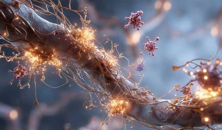 Ageing weakens brain’s protective blood barrier: Study