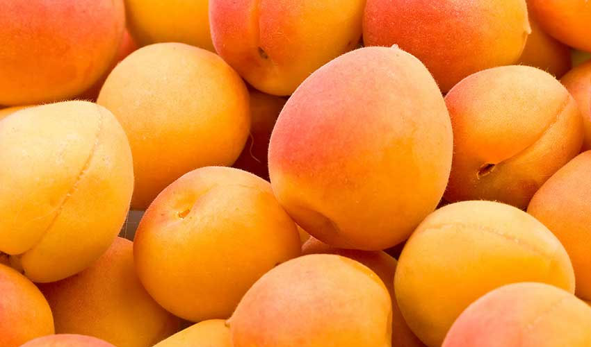 Apricots valued for nutrition, health benefits