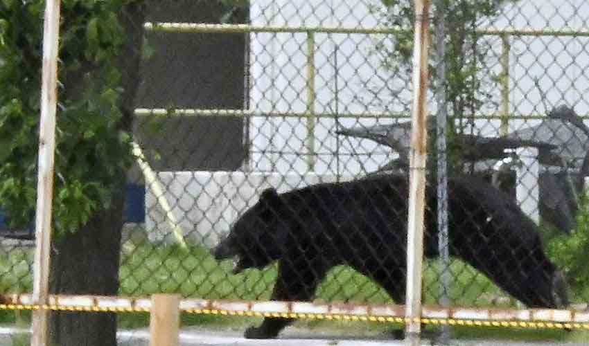 Japanese bear remains at large after hurting four people