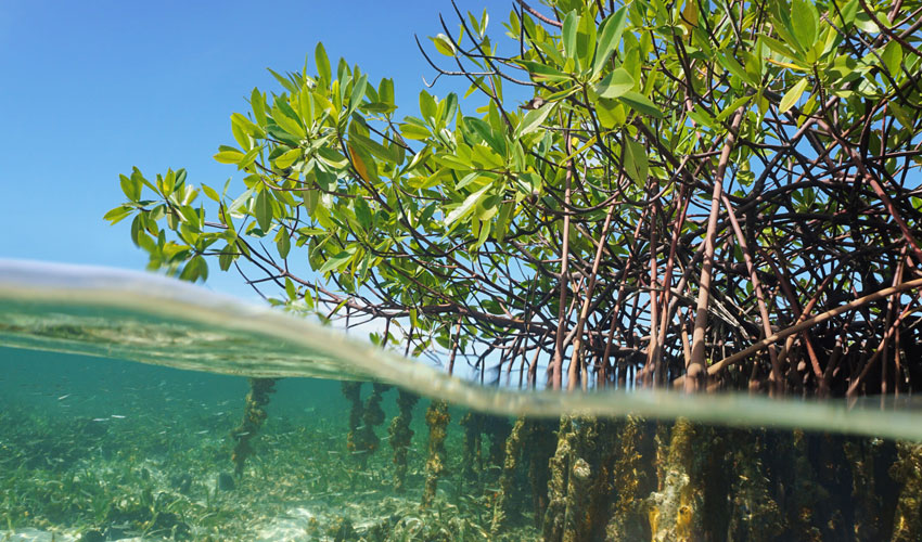 Climate change could threaten up to 16% of global plant species