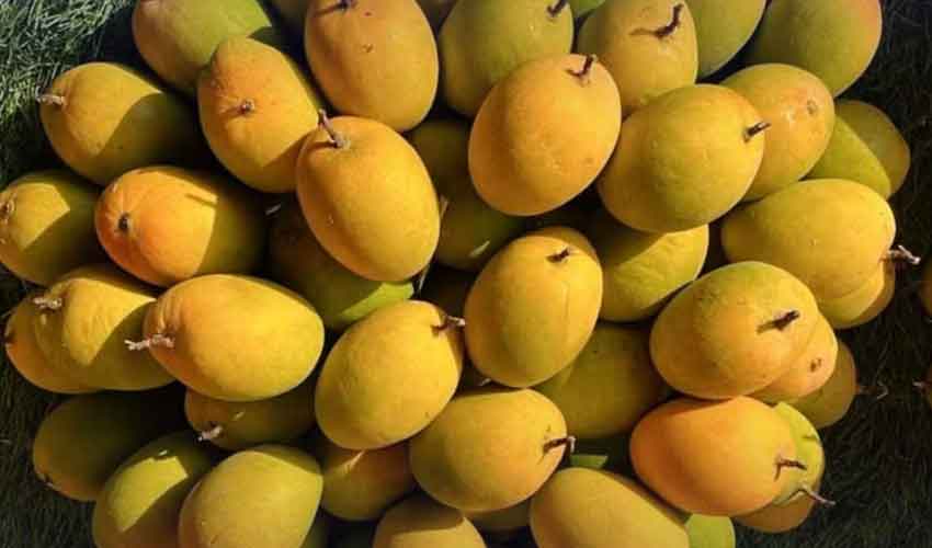India’s Alphonso mango crop ruined by weather
