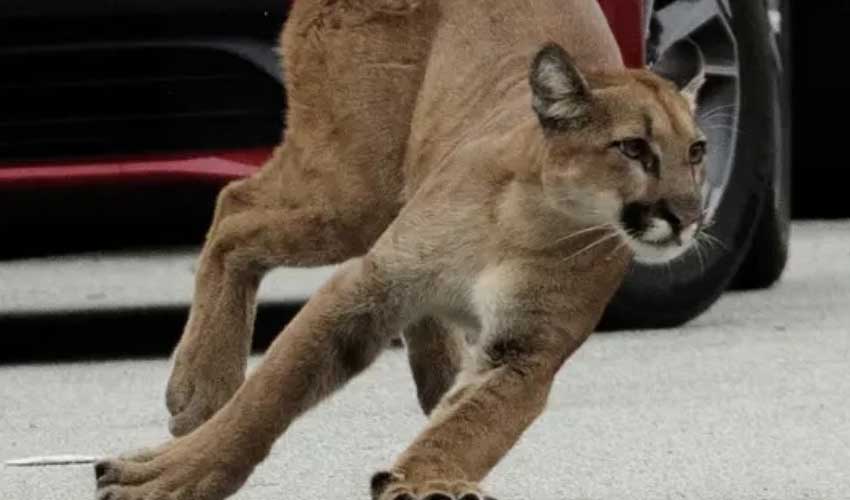 Lion sparks hours-long search in San Francisco