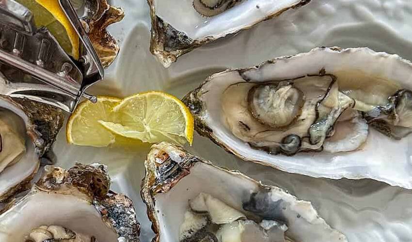 Researchers explore oyster extract's role in improving gut health