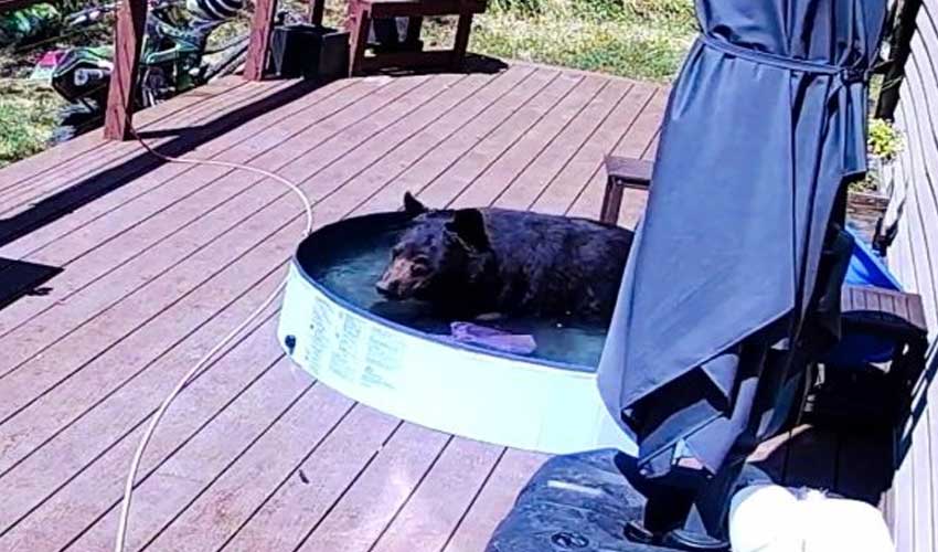 Bear troubled by heat cools off in children's paddling pool