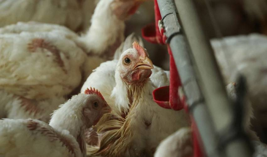 Modern poultry farming may increase dangerous bacteria, Oxford study