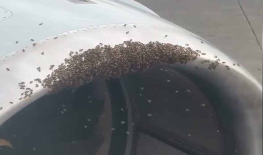 Swarm of bees enters aircraft turbine; delays US flight departure