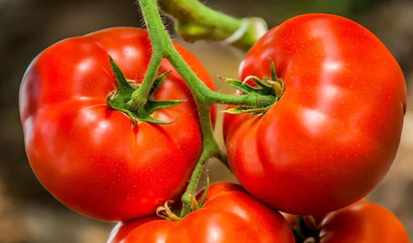 Daily tomato consumption may help protect liver, study suggests