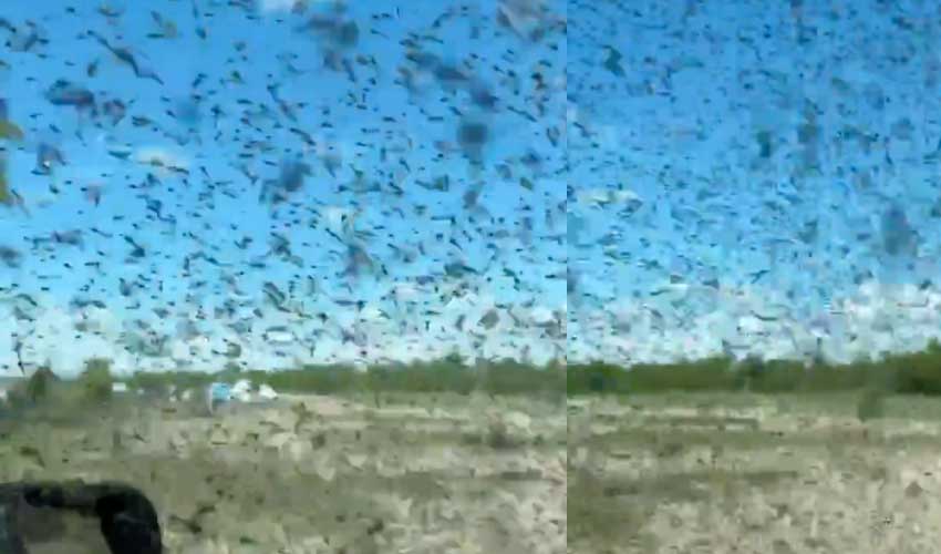Tourists stranded as mosquito swarms engulf lake in Russia