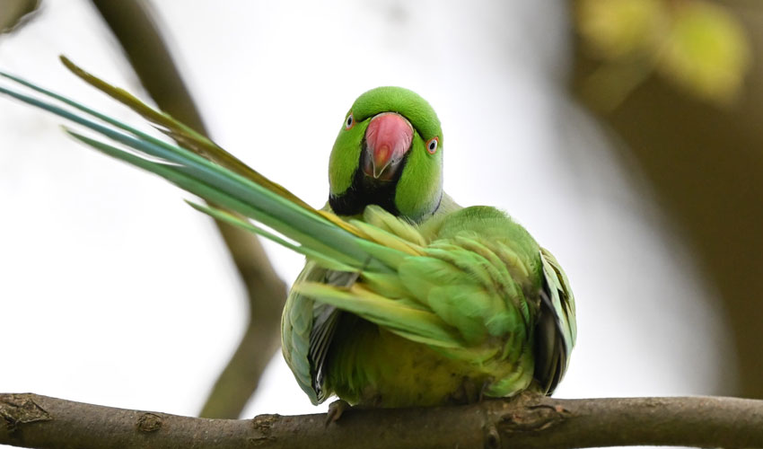 Runaway parrot wreaks havoc on cars in Scottish neighbourhood