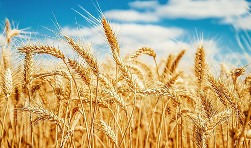 Centre plans tax, duty exemption for wheat imports